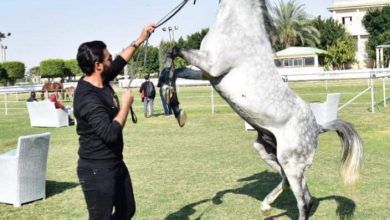 صورة بث مهرجانات الخيول العربية على الفيسبوك